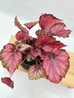 原種ベゴニア / ベゴニア ネグロセンシスBegonia negrosensis - メルカリ