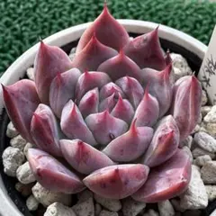 2025年最新】札付きエケベリアの人気アイテム - メルカリ