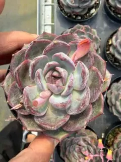 Top【選抜株】多肉植物　265262チーズブルーベリー　35個　鉢無し/脱土 Top【選抜株】多肉植物 265262チーズブルーベリー 35個 鉢無し/脱土