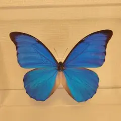 2026年最新】蝶 標本 モルフォの人気アイテム - メルカリ