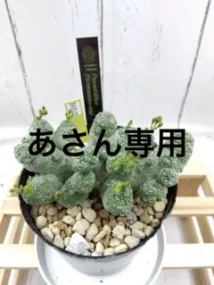 2025年最新】プセウドリトス ミギウルティヌスの人気アイテム