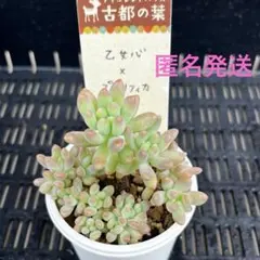 乙女心×プロリフィカ 古都の葉さん セダム 多肉植物 - メルカリ