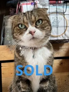 天然石 至純三眼天珠 ローズクォーツ薔薇彫 ヒマラヤ水晶 ブレスレット