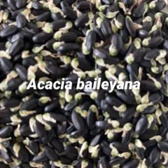 ❷銀葉アカシア★ミモザ★ミモザの種★種★200粒プラスα