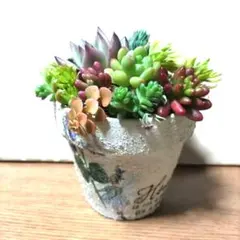 多肉植物陶器寄せ植え