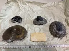 アンモナイト 三葉虫 魚化石 5点セットのサムネイル