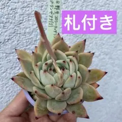 simijimi苗 リンゼアナ 赤札 ぼのぼの×二瓶 カット苗 - メルカリ