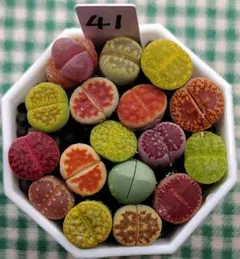 多肉植物リトープス/コノフィツム　高級品種入り　カラフルセット　土付き　S41のサムネイル