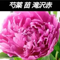 ゴンザ様 リクエスト 5点 まとめ商品