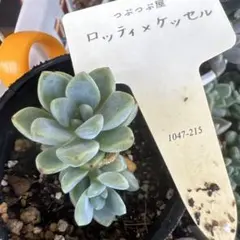 つぶつぶ屋さん ざらめ - メルカリ