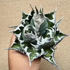 Lj_plants】Z702アガベ チタノタ 白鯨 極上強棘株 - メルカリ