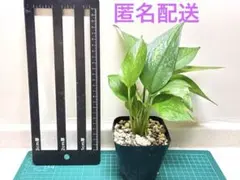 ￼綺麗な斑入りポトスゴールデン おまけ付き　抜き苗のサムネイル
