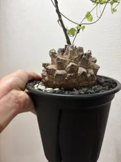 長谷川亀甲竜 良型 キーホルダー付き - メルカリ