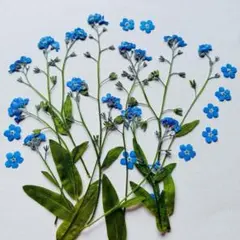 K-95 押し花　忘れな草 12本 押したて！！>