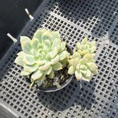 多肉植物 ♡ダーリーサンシャイン♡ポットごと発送のお値段^^ 多肉植物♡ダーリーサンシャイン～ちび苗達～♡ポットごと発送の