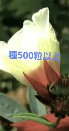 ローゼル♥️種500粒以上♥️ 食用ハイビスカス