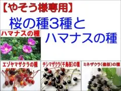 【やそう様専用】桜の種3種とハマナスの種