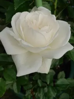 のりぴー様 リクエスト 2点 まとめ商品