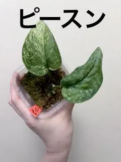 スキンダプサス ホワイトクリスタル　大株　1 スキンダプサス ホワイトクリスタル 大株 1