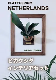 【限定値下　セット販売】ビカクシダ ネザーランド★板付け・着生株★組立不要 2026年最新】ネザーランド ビカクシダの人気アイテム - メルカリ