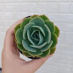 チロポン様 リクエスト 2点 まとめ商品