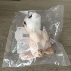 NICI ミーアキャット