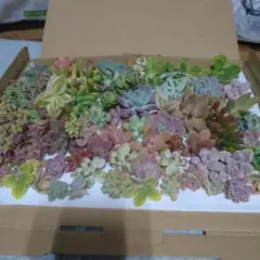 エケベリア・セダム 多肉植物セット