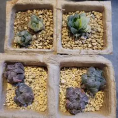 ハオルチア まとめ売り　オブツーサ錦