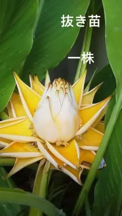 オススメ】☆地湧金蓮☆苗 大株 - メルカリ
