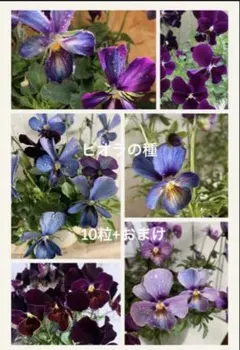 ビオラ種 10粒　おまけつきのサムネイル