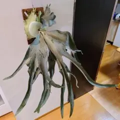 もなかねこ様 リクエスト 2点 まとめ商品