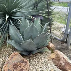 アガベ テマカプリネンシス　6号ロングスリット鉢 赤刺 白肌　ドライガーデン 2025年最新】テマカプリネンシスの人気アイテム - メルカリ