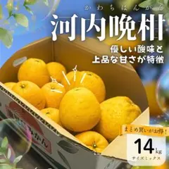 【農家直送で鮮度抜群】【河内晩柑】【14キロ】鹿児島県産　和製グレープフルーツのサムネイル