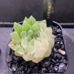 m*i様 ハオルチア　白蓮花鮮明錦　大きめ