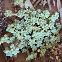 多肉植物《ロココ》大群生株⭐︎子株モリモリ⭐︎根切り発送のサムネイル