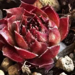 多肉植物 センペルビウム テクトラム ルージュ No.62【緑】 - メルカリ