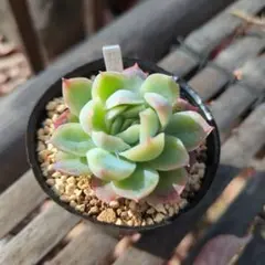 ミネ様 リクエスト 4点 まとめ商品