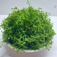 パールグラス　大量のサムネイル