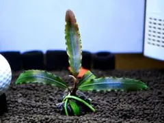 ブセファランドラ『センチピード・ソカン・メラウィ・サウス』【完全水中葉】