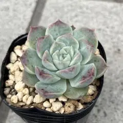 まぱ苗　ホーリンゼ自家 まぱ苗 ホーリンゼ自家 - メルカリ