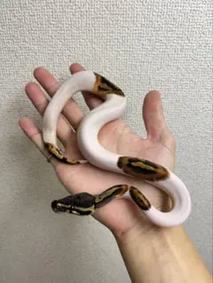 専用　PERFECT BALL PYTHON 宮内大輔著 2025年最新】ボールパイソン 本の人気アイテム - メルカリ