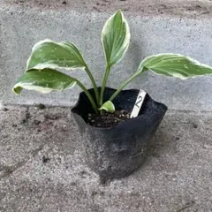 アマリリス様 リクエスト 3点 まとめ商品