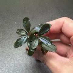 ブセファランドラ ティア C アクアフルールのサムネイル