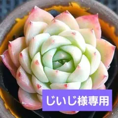 じいじ様 リクエスト 7点 まとめ商品