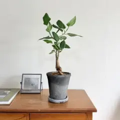 フィカス ベンガレンシス 観葉植物 テラコッタ鉢え モスポットのサムネイル