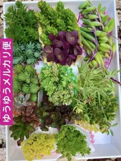 多肉植物セダム カット苗15種　詰め合せ 寄せ植えセット　ゆうゆうメルカリ便