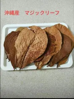 無農薬 国産マジックリーフ モモタマナ 多め発送 水質改善 50 枚