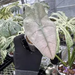 アロカシア ヴェノム 美株個体 メイソン株（Mason株) 芋 - メルカリ