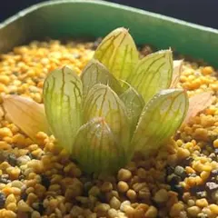 多肉植物　ハオルチア オブツーサ錦黄色斑　684