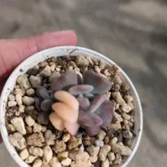 2026年最新】キュービックフロスティ錦の人気アイテム - メルカリ